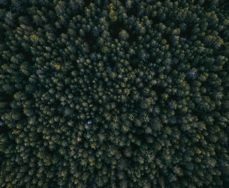 Forest from above