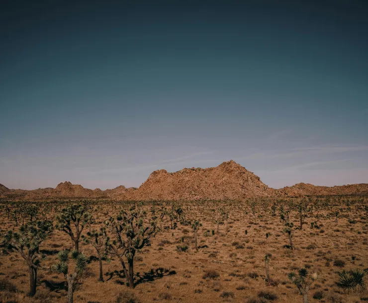 Mojave Desert
