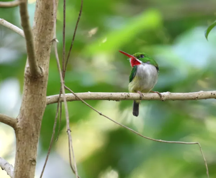 A small bird which has a white and green body with a long, thin, red beak on a slim branch of a tree.