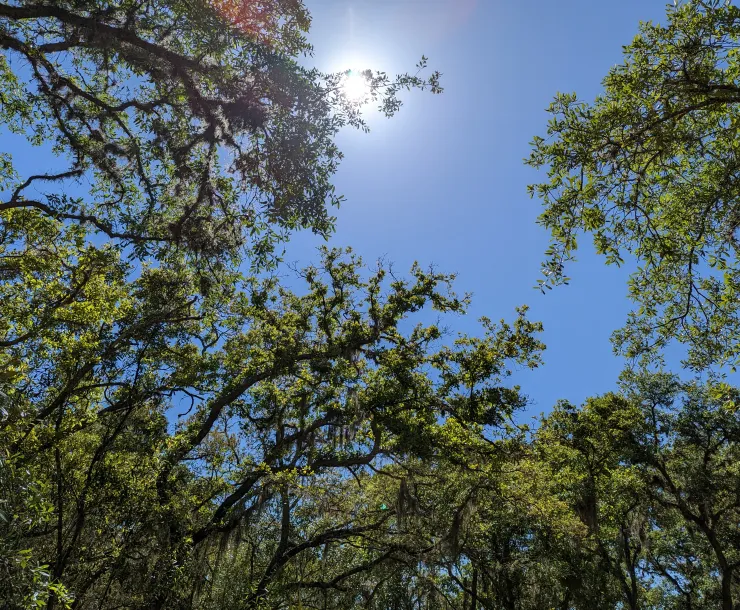 tree tops silhouette by sunlight