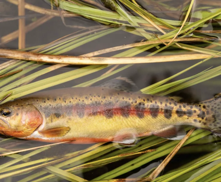 Trout