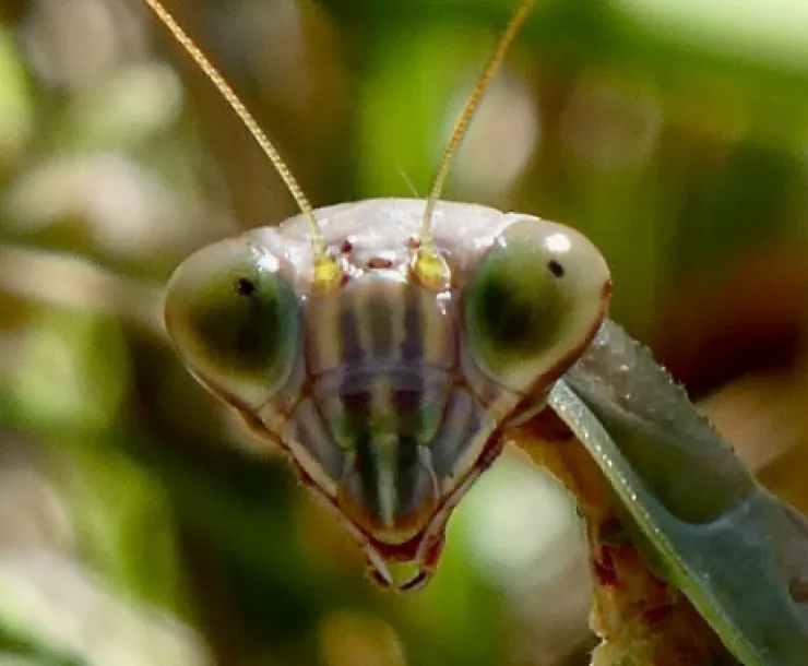Insect