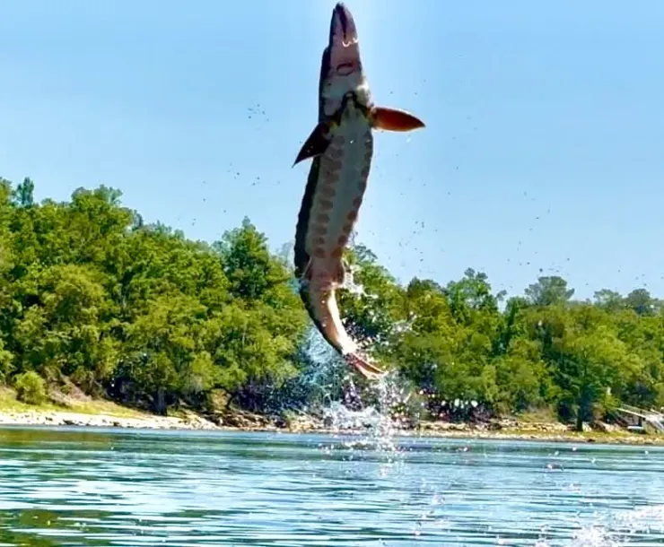 sturgeon jumping