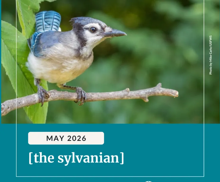 A Bluejay perched on a branch. Below white text on a blue background reads, "May 2026 [the sylvanian]". 