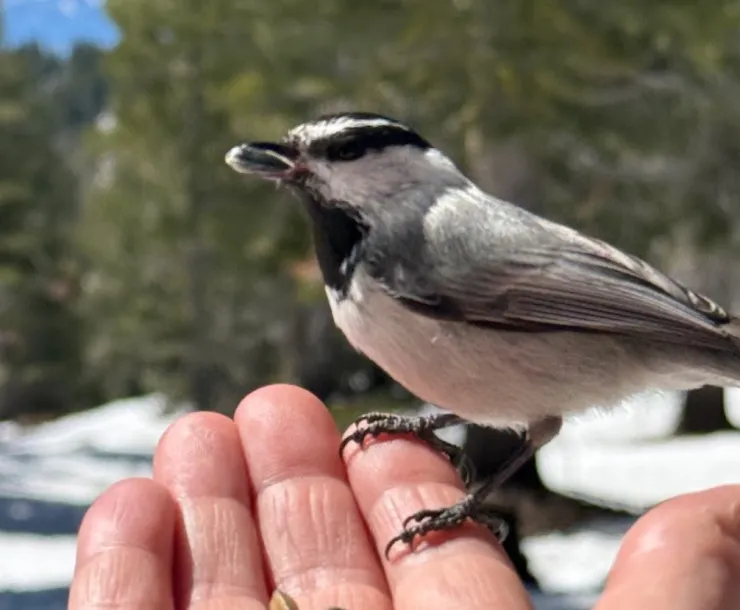 Bird on a hand