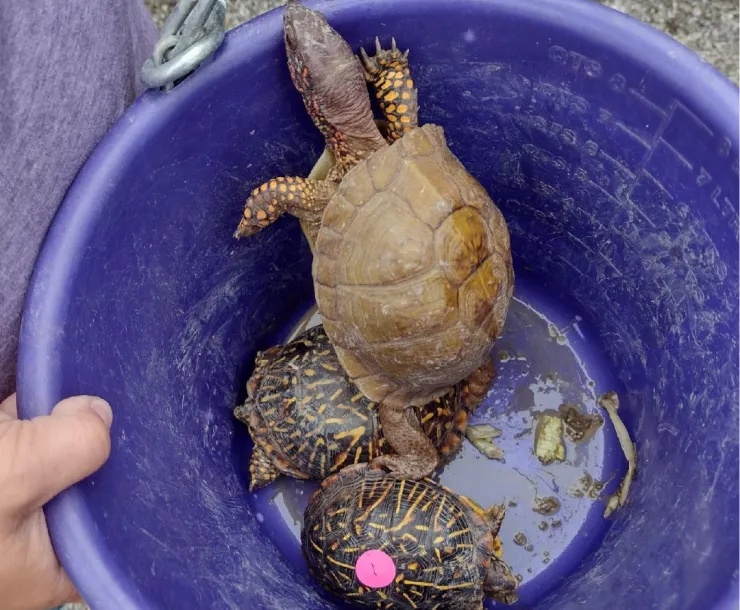 Three-toed turtle on top of ornate box turtles 