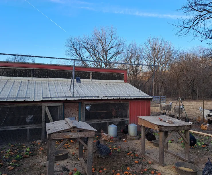 Lawrence Farm chickens and sheep