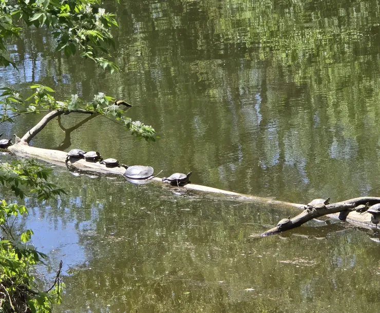 A river with a long log going across it. There are around 20 turtles spread out sunning themselves on the length of the log. Sunlight and the reflection of trees dapples the water.
