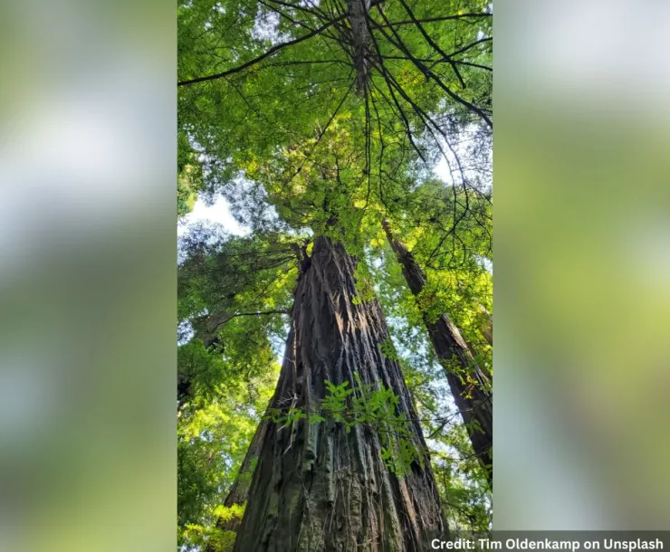 Coastal redwood tree