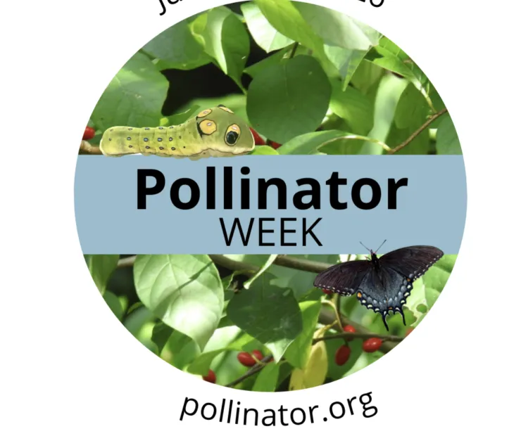 A round image of a green caterpillar and a blue butterfly against green leaves. Above the circle it says June 22-28, 2026 and below it, it says pollinator.org