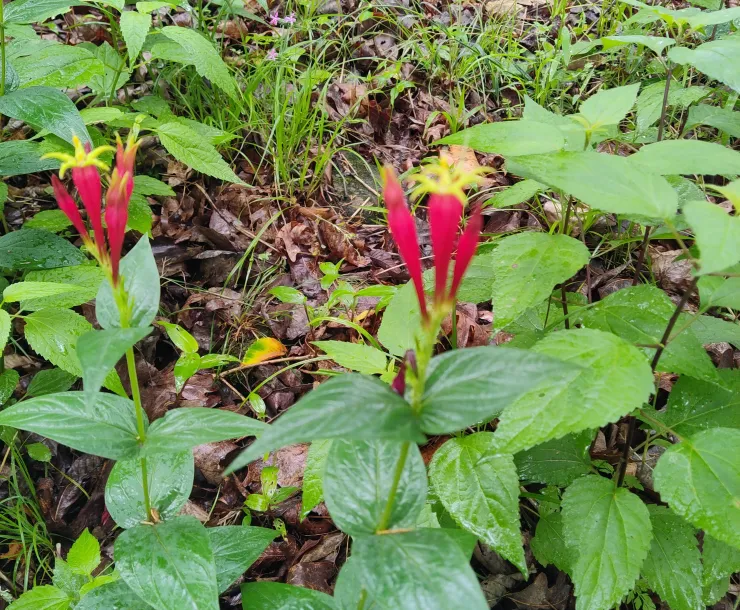 Small red and yellow flowers with green leaves growing in a park or yard