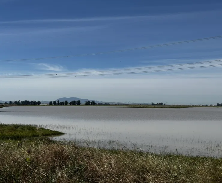Full vernal pool with Mt. Diablo in the background