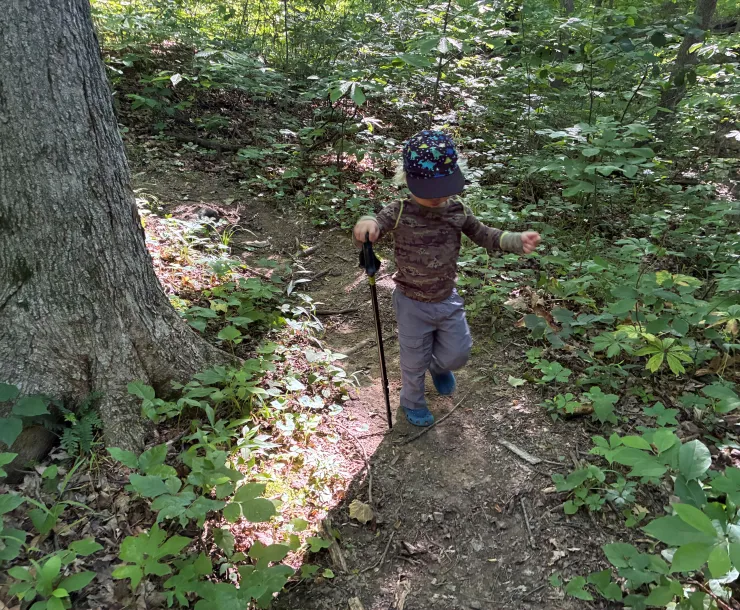 A young child with fair hair under a dinosaur cap on a forest trail. They are holding a small hiking pole and looking down at the trail. There are green leafy plants on the forest floor and dappled sunlight coming through the trees.