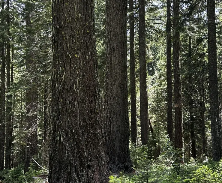 Large Tree Trunks in an Old Growth Forest