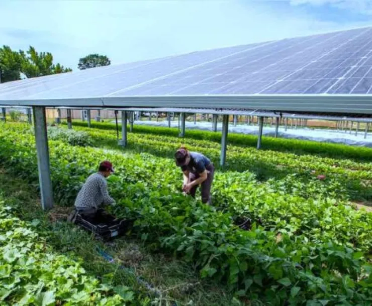 Solar Farm