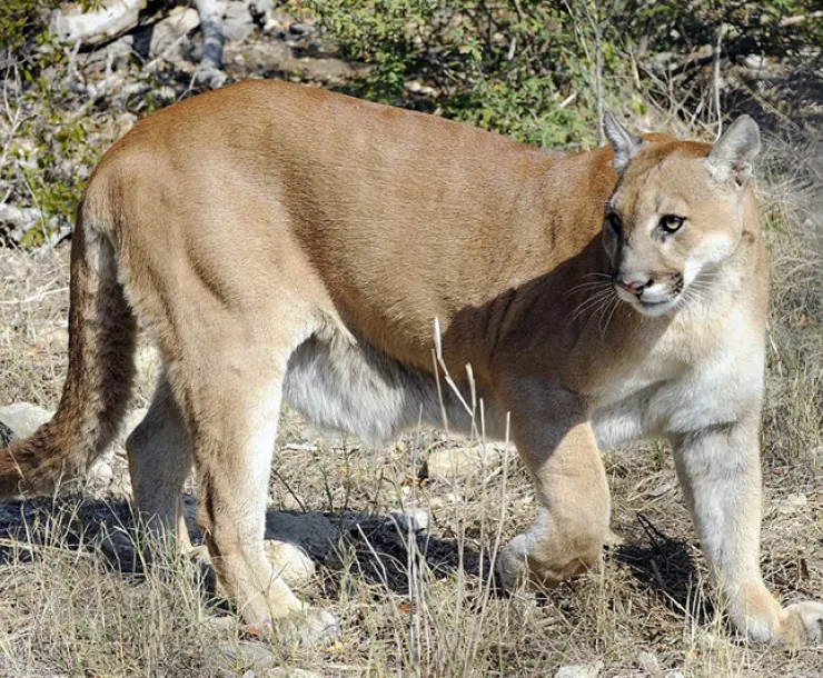 moutain lion
