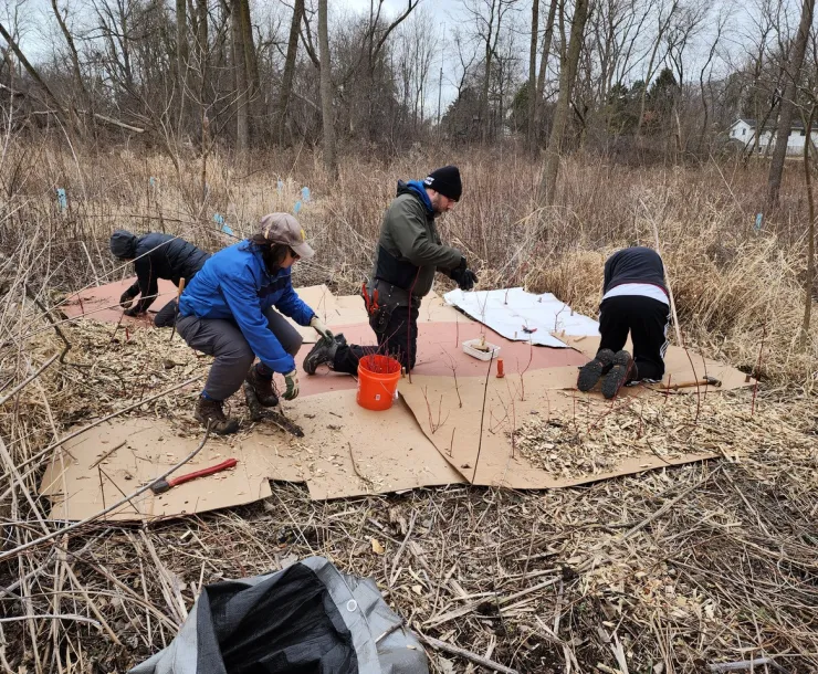 Volunteers working to remove invasive weeds in Racine
