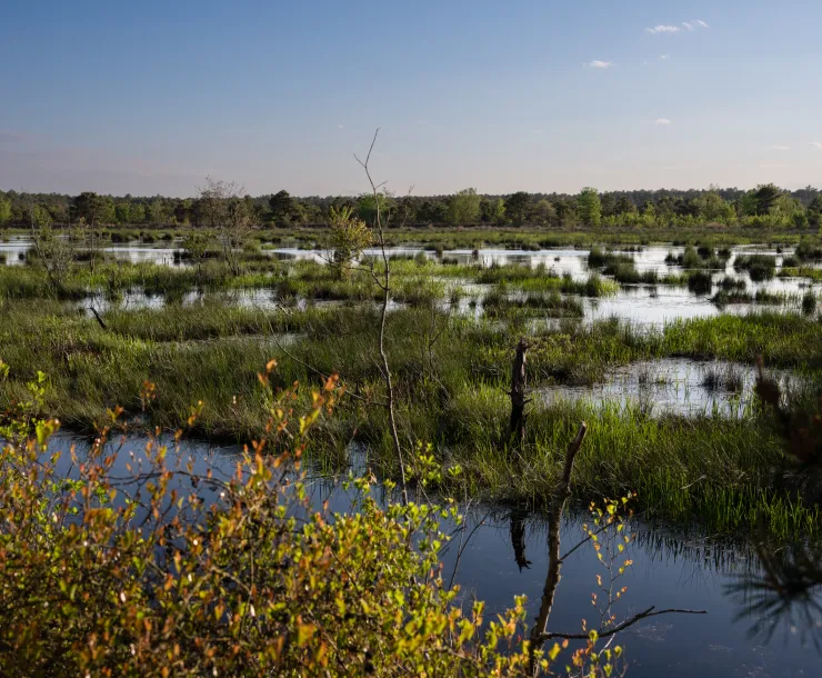 Pinebarrens