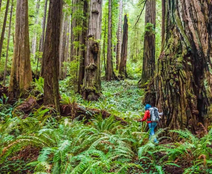 Redwood Forest