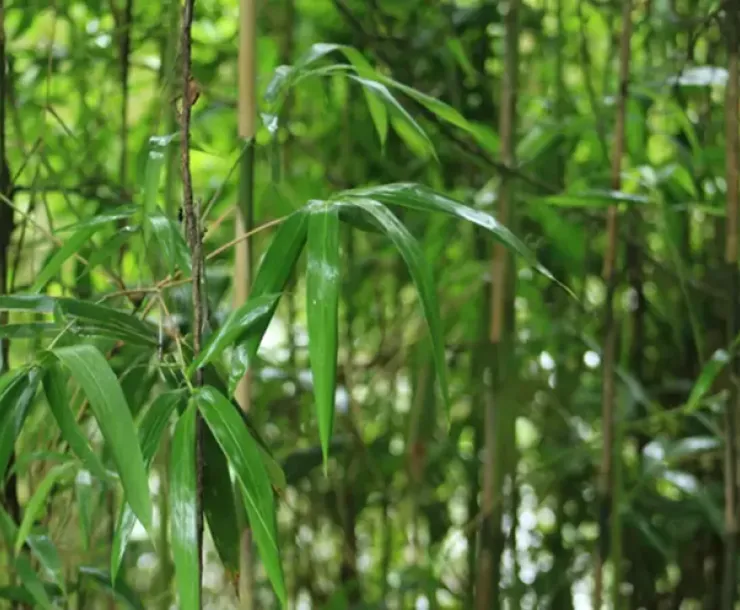 Close-up photo of a thatch of river cane. (Photo/National Parks Service)