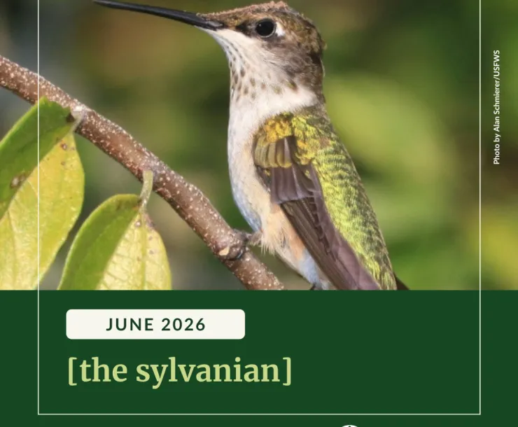 A ruby-throated hummingbird perches on a leafy branch. Below text reads, "June 2026 [the sylvanian]".