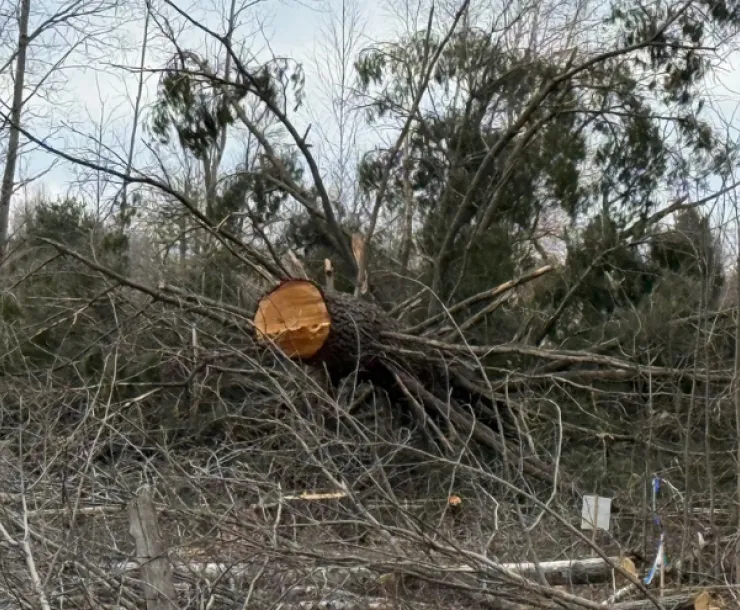 Cut tree lays on the ground surrounded by branches. Posted sign reads “No Trespassing: Occupant Enbridge”