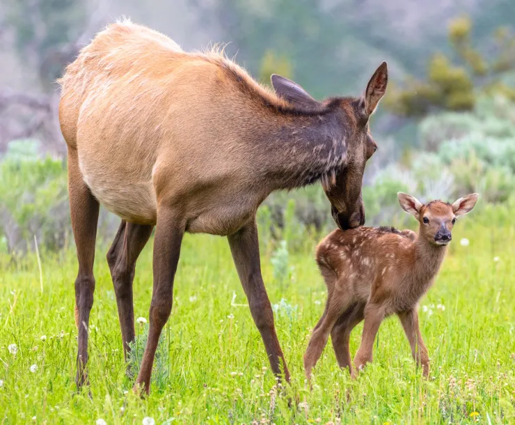 A deer and a fawn try to cross a highway