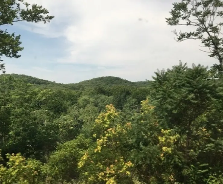 Appalachia Forest