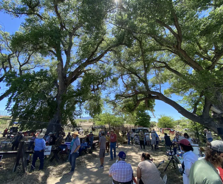 Two ancient cottonwood trees whose crowns touch across the US Mexico Border
