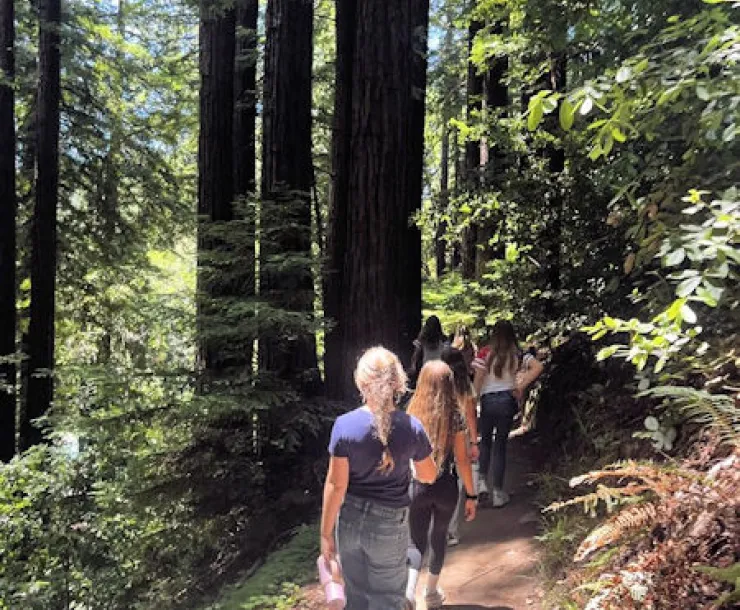 Students hiking in the redwoods