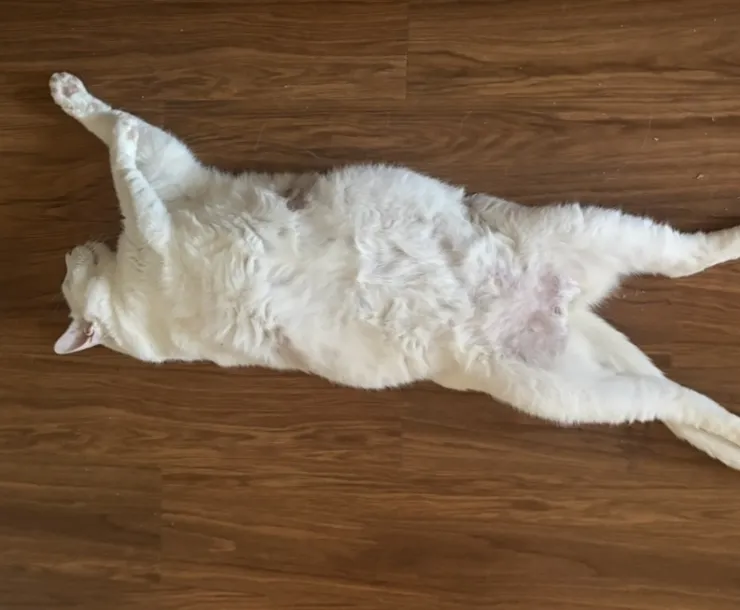 Meeks the cat