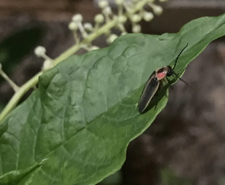 A small black insect with a red and black head on a green leaf of a plant