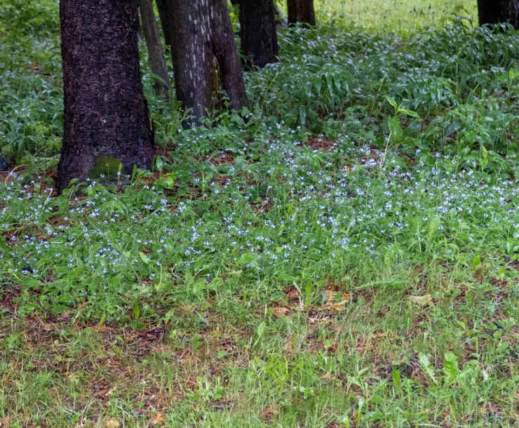 Spring Trees