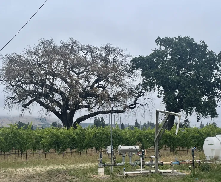 A dying oak tree infected with MOB next to a healthy oak
