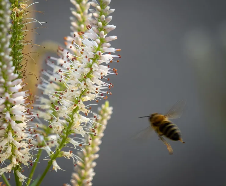 Bee flying toward blooming Culver's Root (Veronicastrum virginicum). Photo Credit: Steve Ring