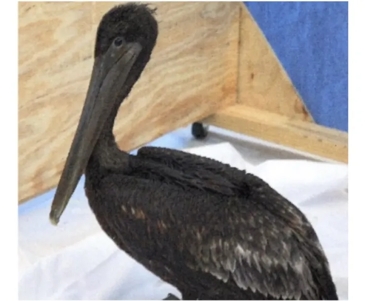 oiled pelican