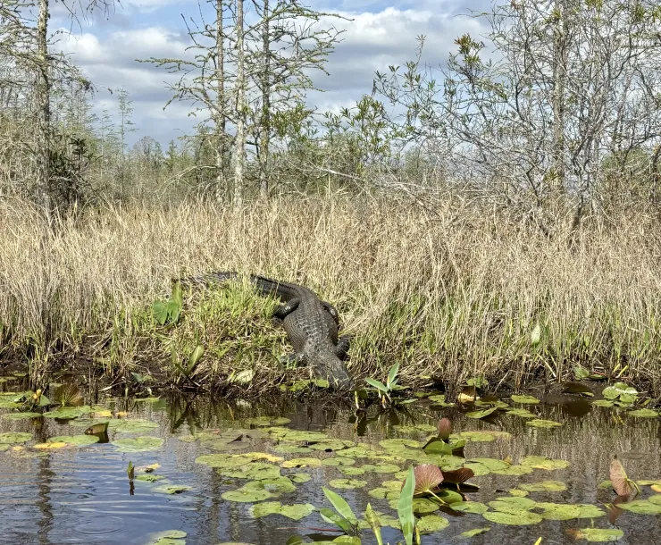 An alligator in the Okefenokee Swamp