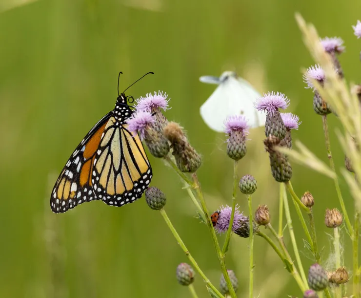 Monarch Butterfly