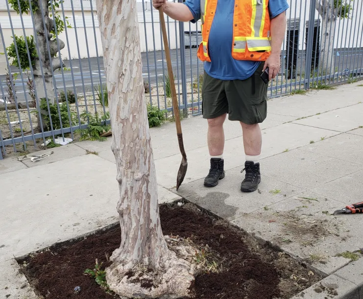 Tree watering in Sunland