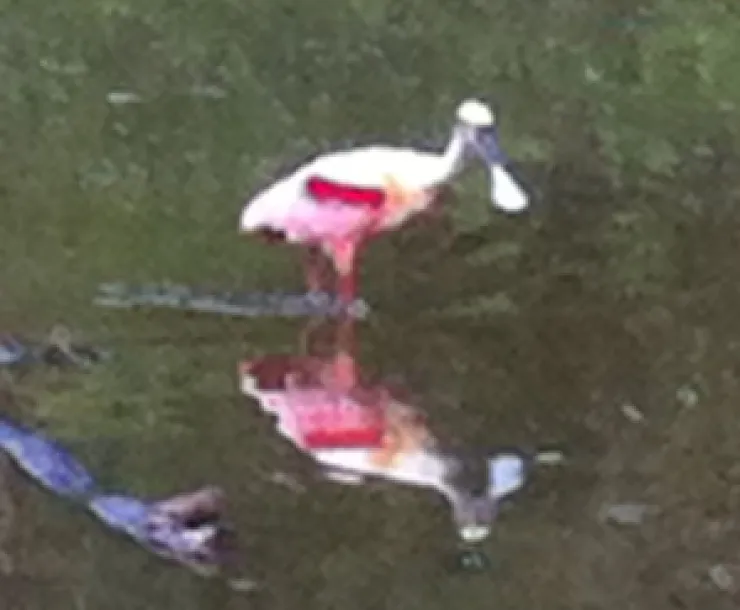 spoonbill