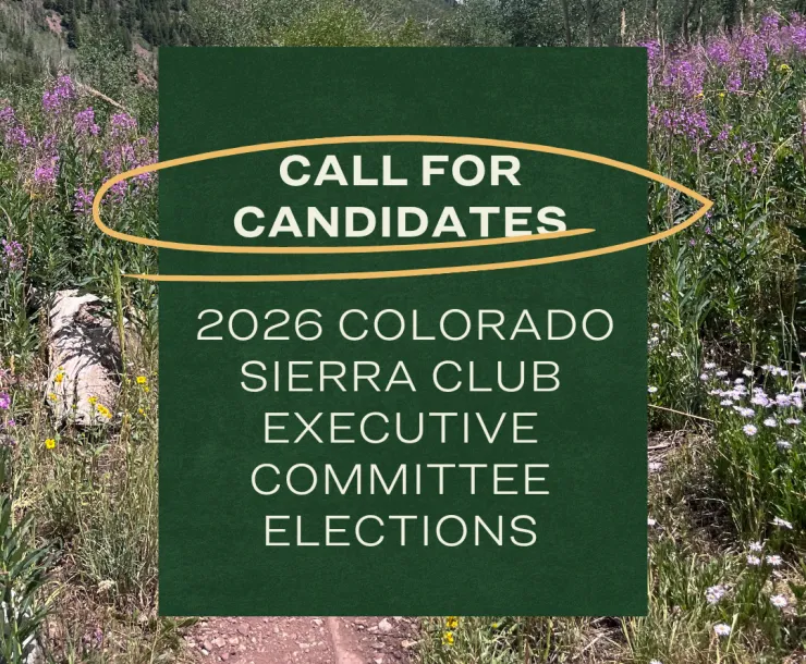 Wildflowers and a mountain in the background with text saying "Call for Applicants" 