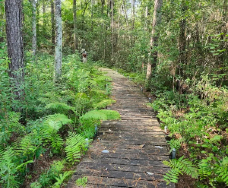 Big Thicket