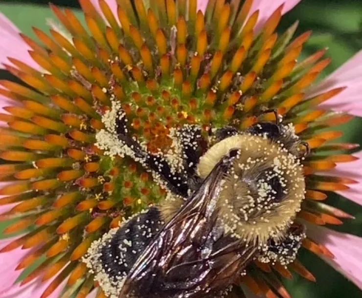 A large fuzzy bee covered in pollen on the orange center of a purple coneflower 