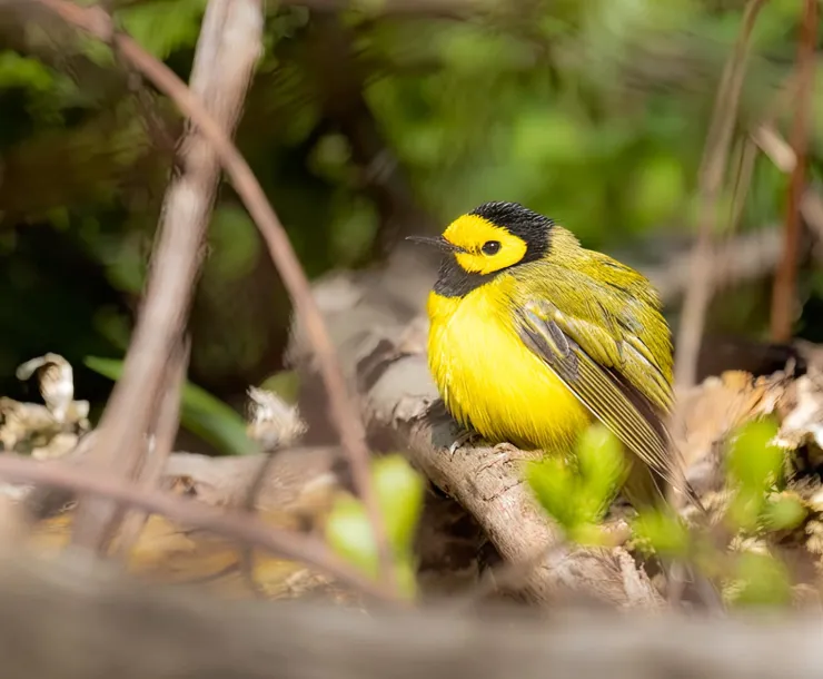 A hooded warbler. Photo courtesy of James Poling.