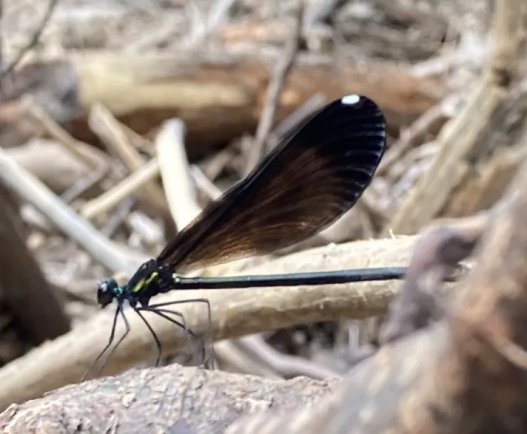 A dark brown, almost black, damselfly - an insect with a long thin body and long wider wings, six spindly legs, and a small head.