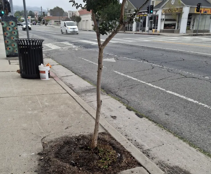 Tree in Sunland
