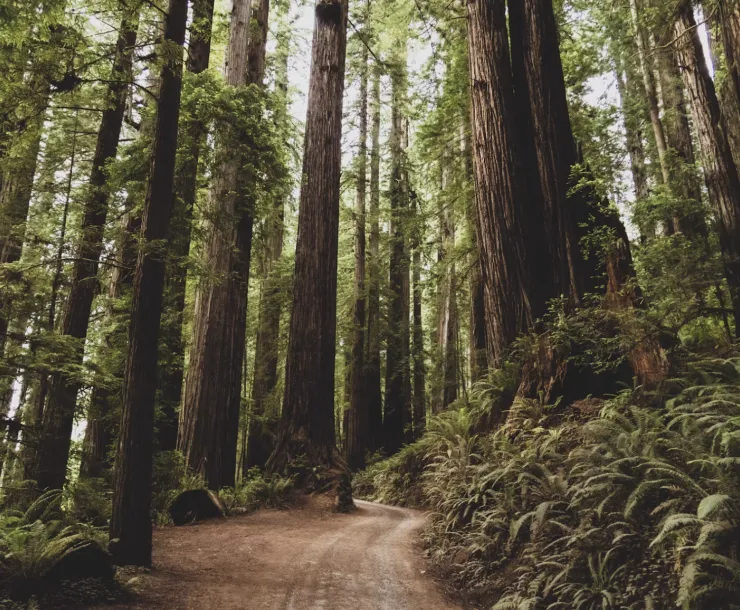 A redwood forest