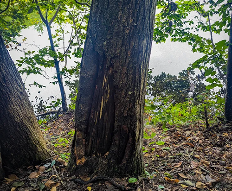 Chestnut Trees