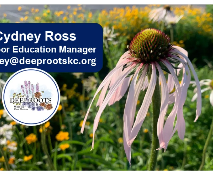 deeproots logo and native plants