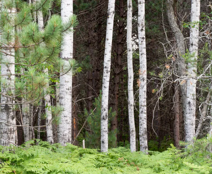 National Forest Lands